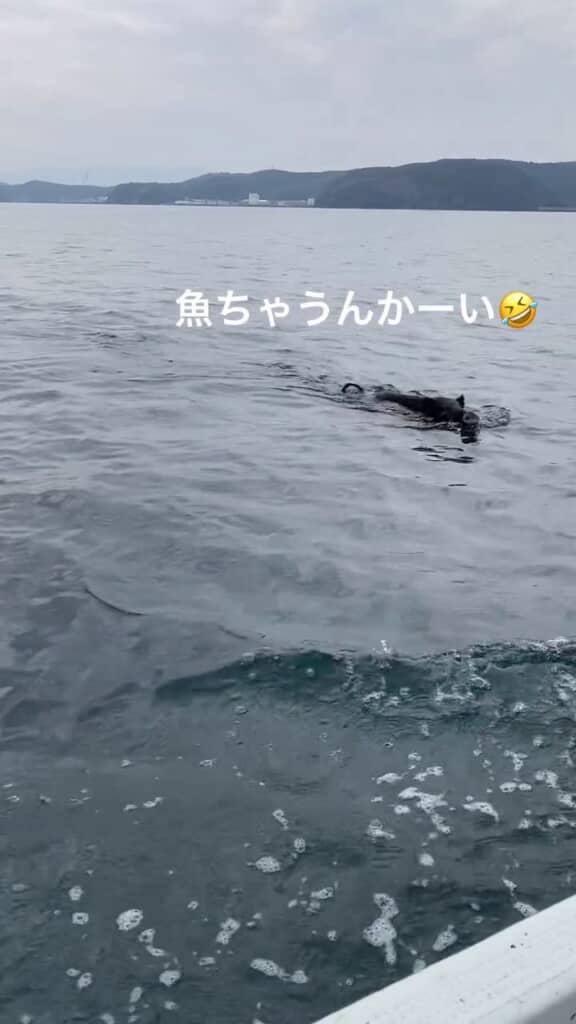 海を泳ぐ黒い物体に接近