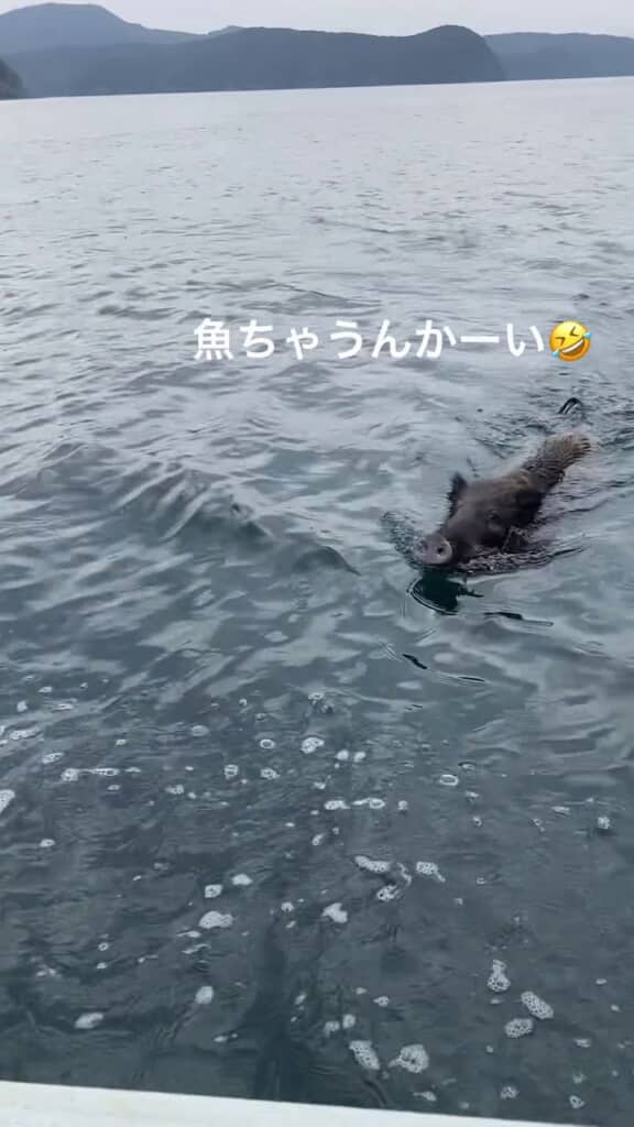 海を泳ぐイノシシ