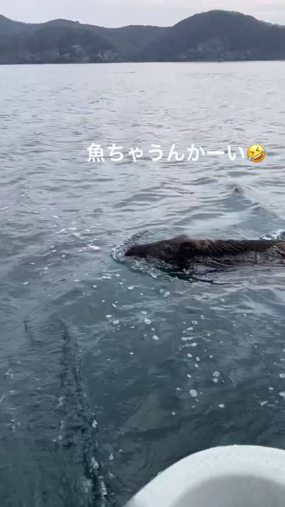 陸地を目指して泳ぐイノシシ