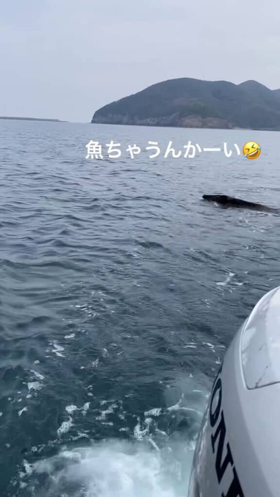 イノシシの姿が小さくなっていく