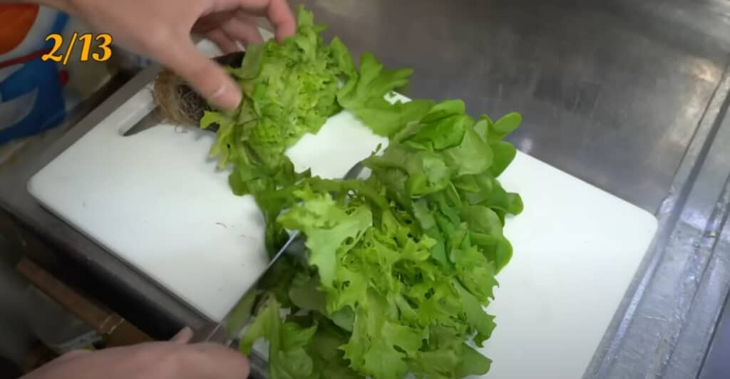 レタスを土や水で育てていく