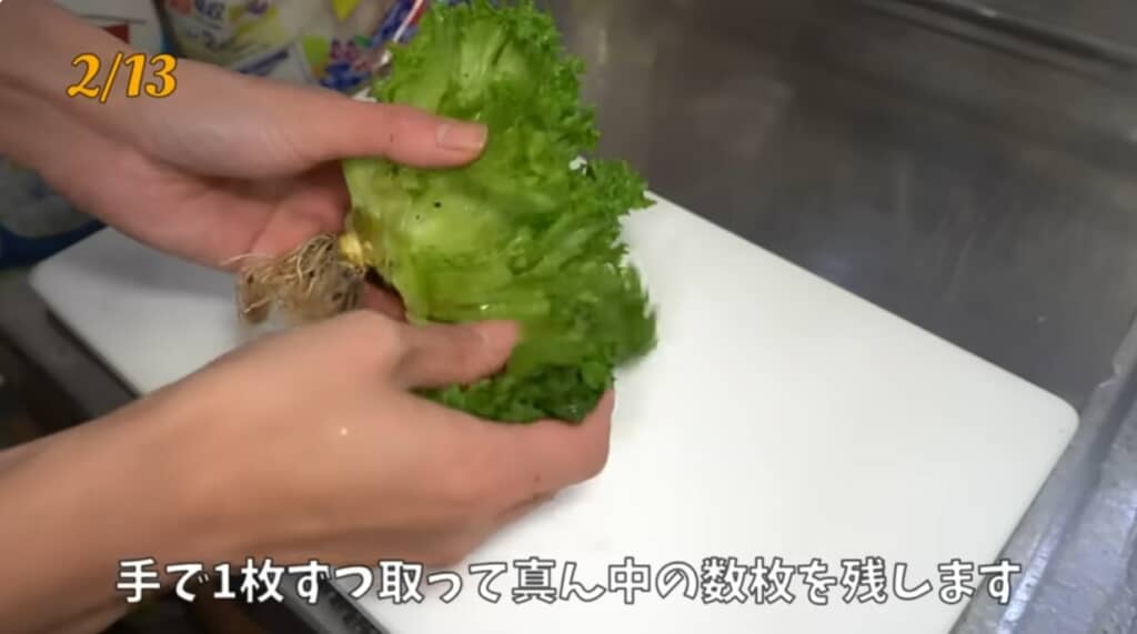 レタスを土や水で育てていく