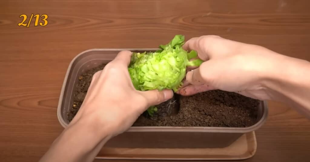 レタスを土や水で育てていく