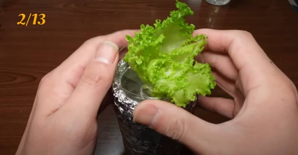 レタスを土や水で育てていく