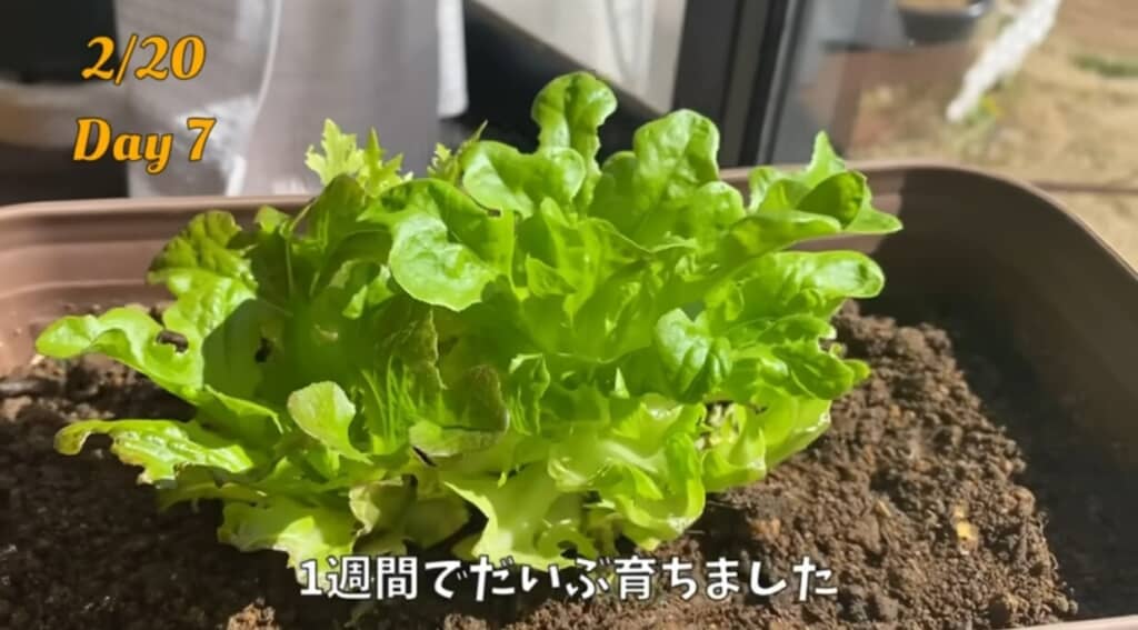 レタスを土や水で育てていく