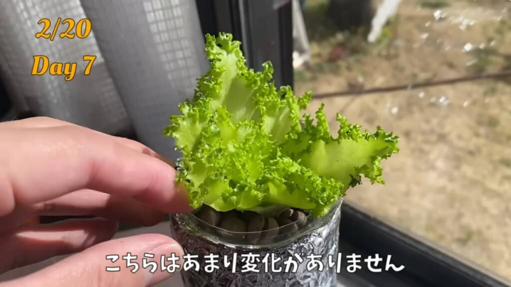 レタスを土や水で育てていく