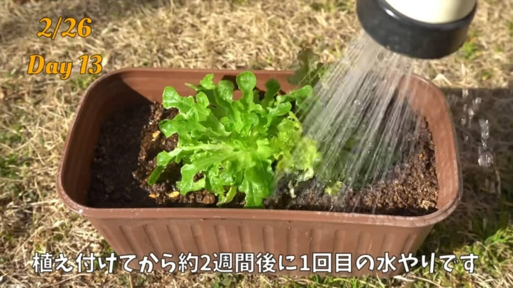 レタスを土や水で育てていく