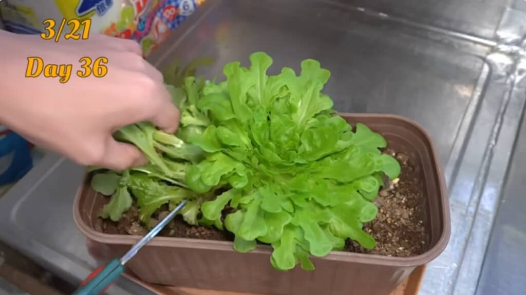 レタスを土や水で育てていく