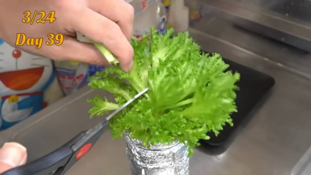 レタスを土や水で育てていく