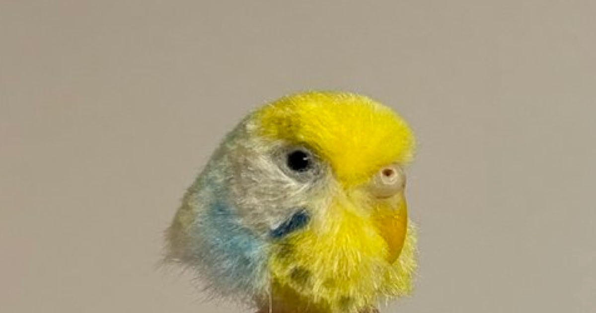 セキセイインコだと思ったら……　「マジで焦りました」　思わず三度見する“ホラーすぎる姿”に「びっくりしたぁ!!!!」（1/2） | カルチャー・アート ねとらぼ