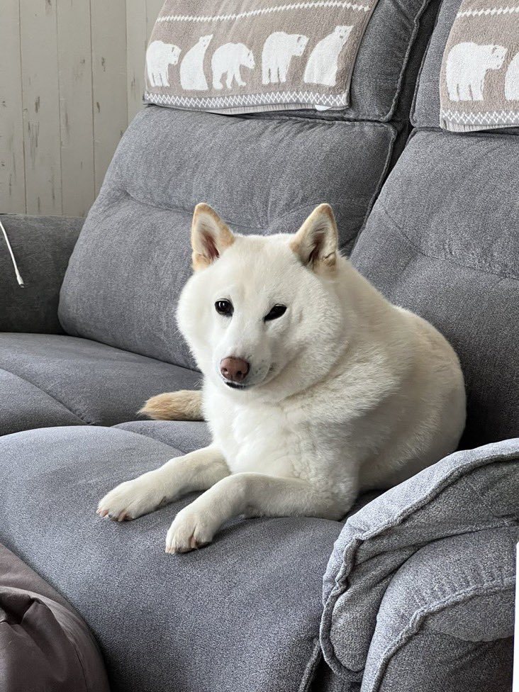 白い柴犬のチョビちゃん