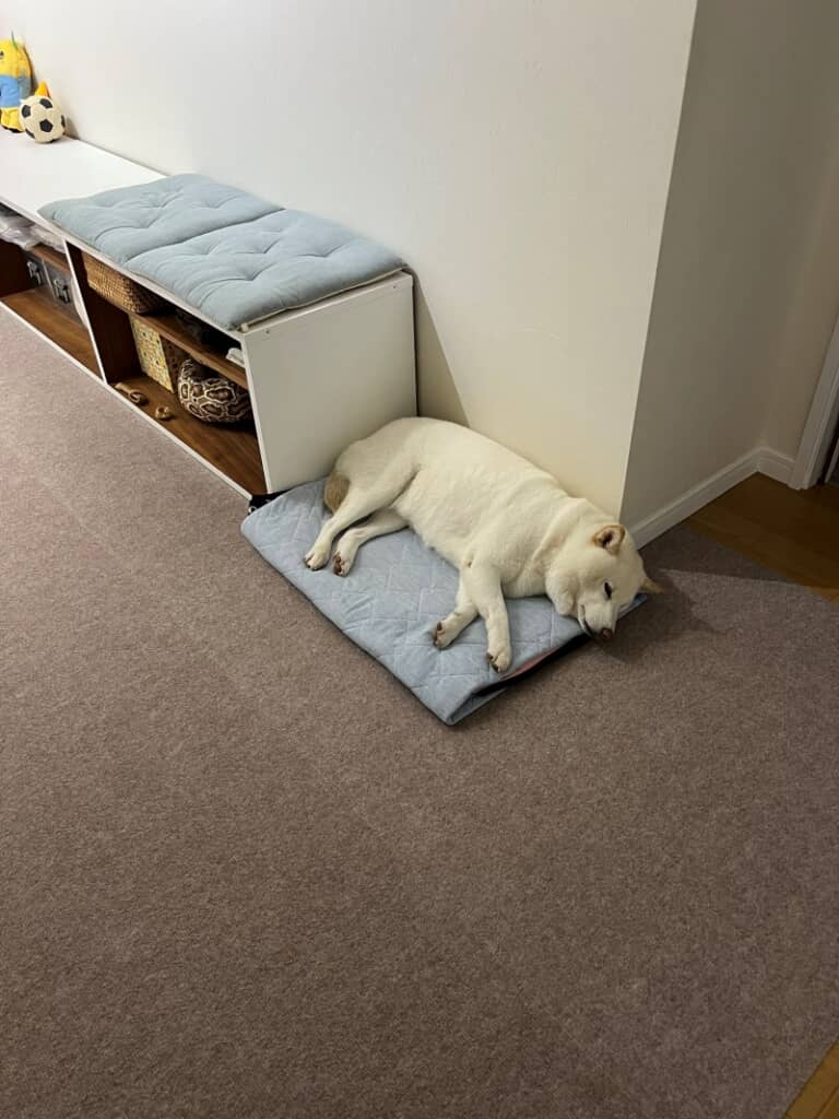 端っこで眠るチョビちゃん