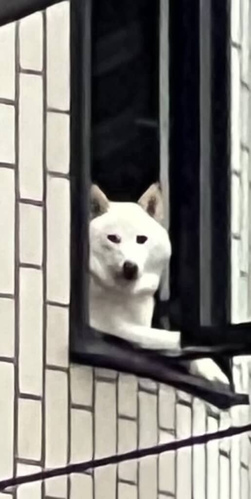 飼い主さんを監視しているチョビちゃん