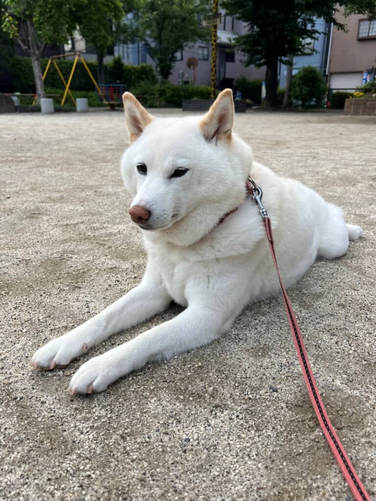 地面と一体化するチョビちゃん