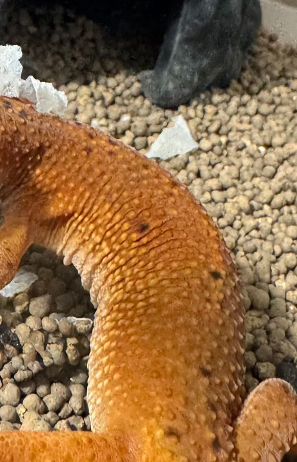 脱皮はほぼほぼ完了っ