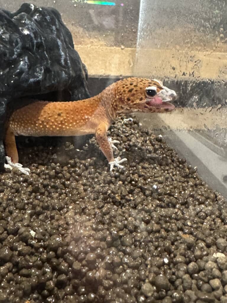 顔が脱げるとヒトカゲに変化