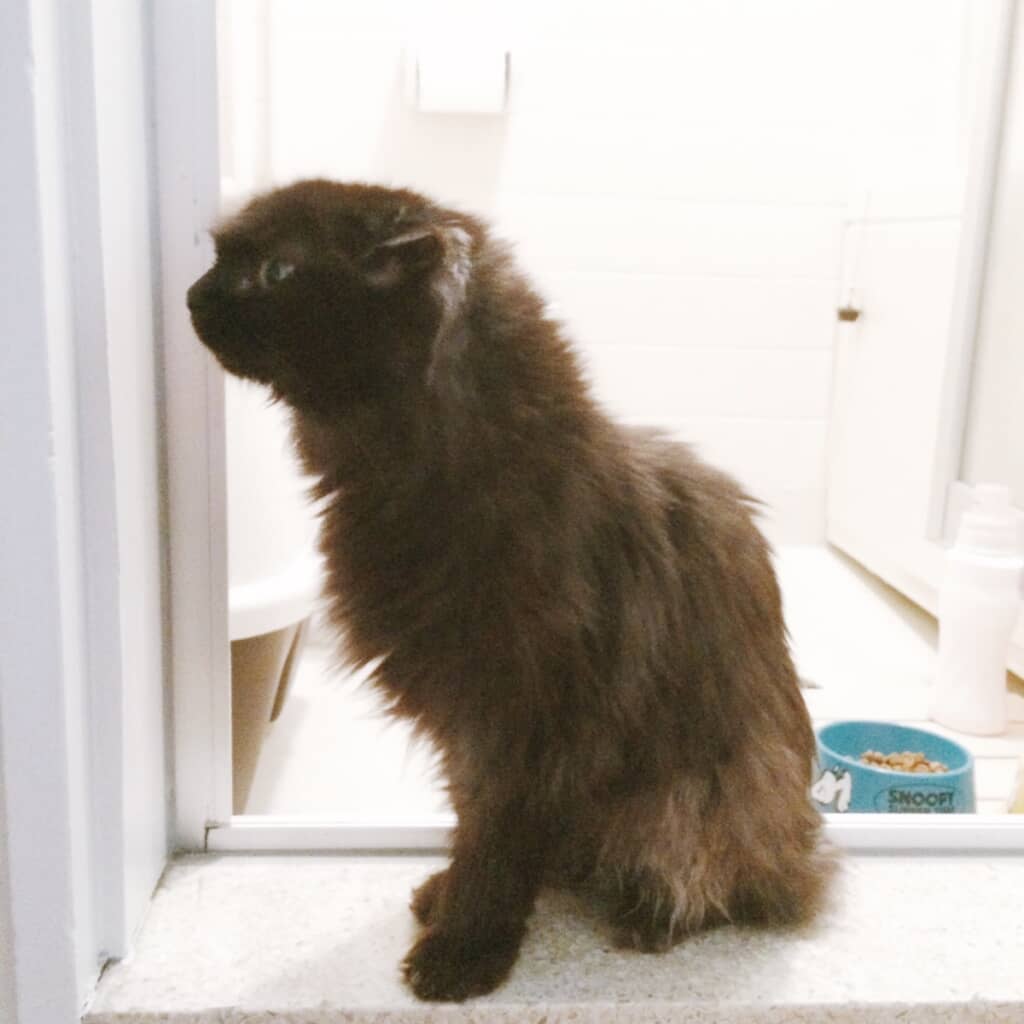 出会った頃のねこさん