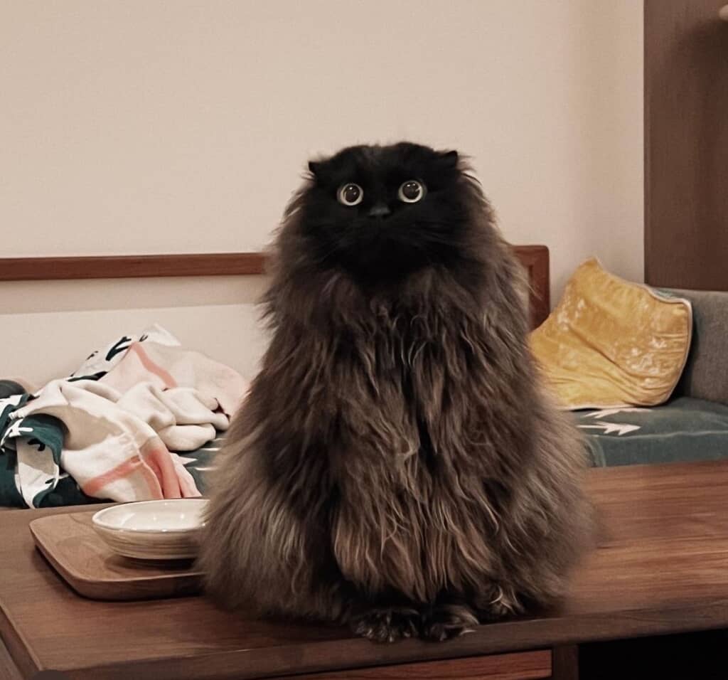 ぬいぐるみのようなふわふわの長毛に！