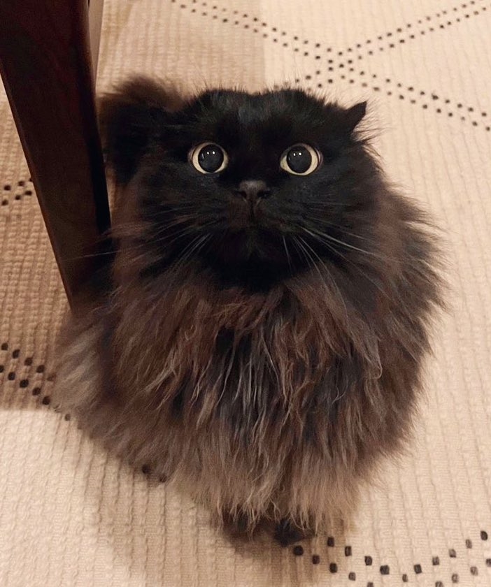 モフモフのねこさん