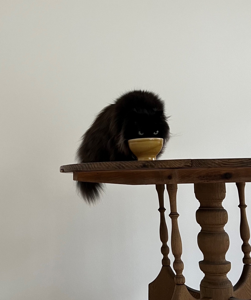 鳥のように見えるランチタイムのねこさん