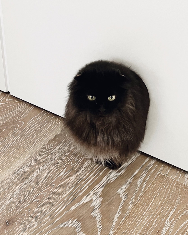 壁から出てきたような姿のねこさん