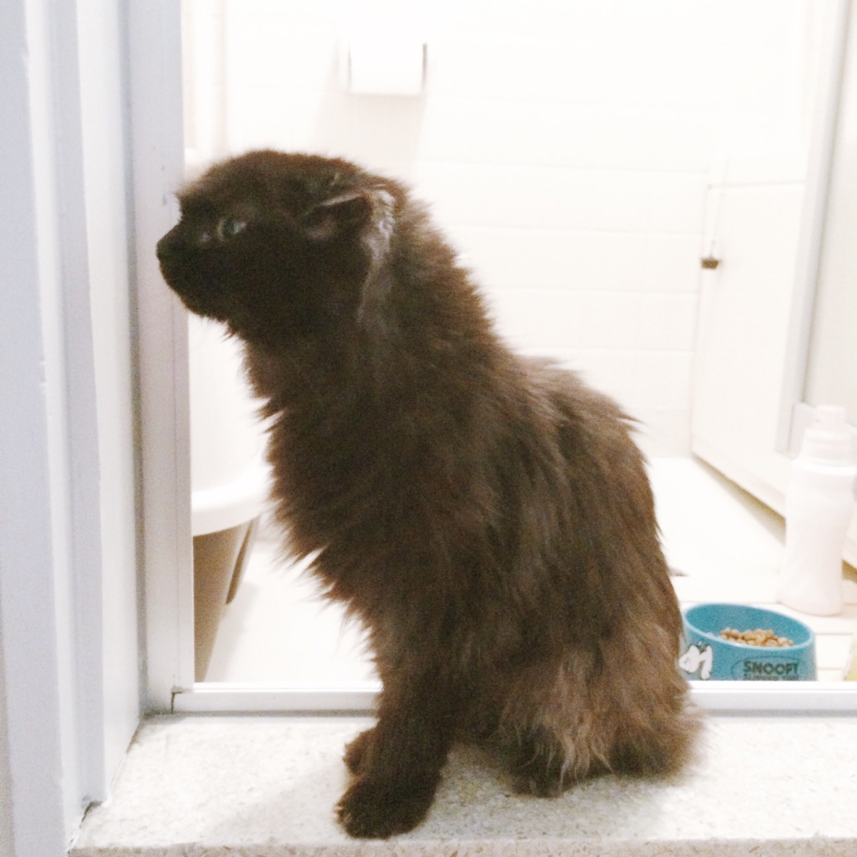 出張明けの早朝、ふと川を見ると黒猫が落ちていて……“保護して育てたらフクロウみたいになった”　ウソみたいな変化が120万表示（1/3） | 猫 ねとらぼ