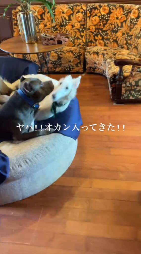 見られた瞬間、慌てて立ち上がる2匹