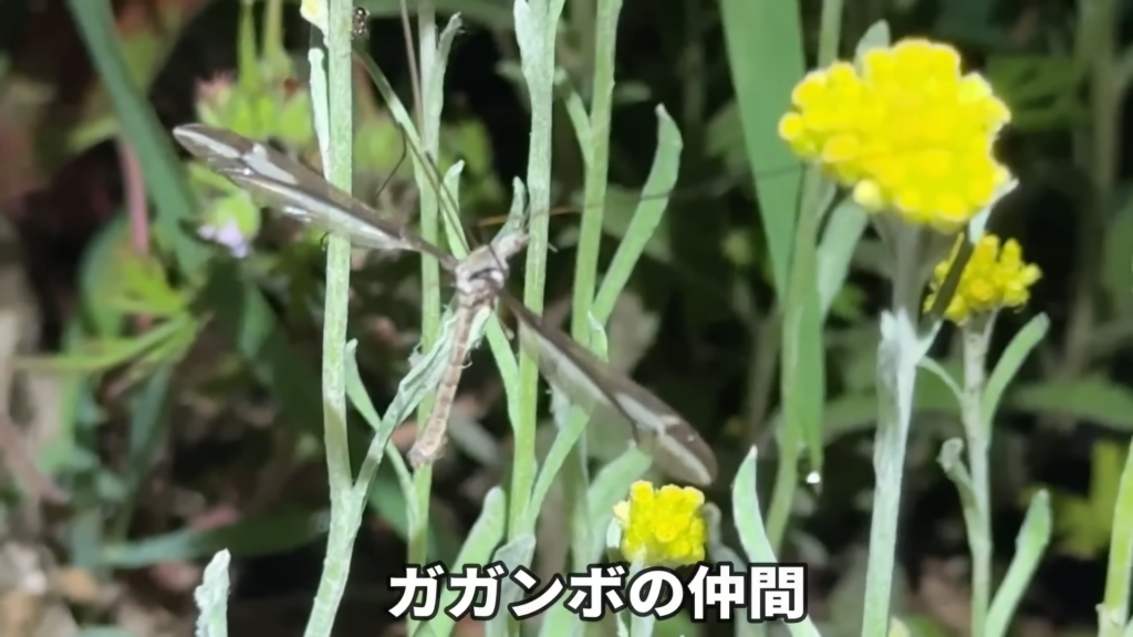 ガガンボは卵を産みにきたようです