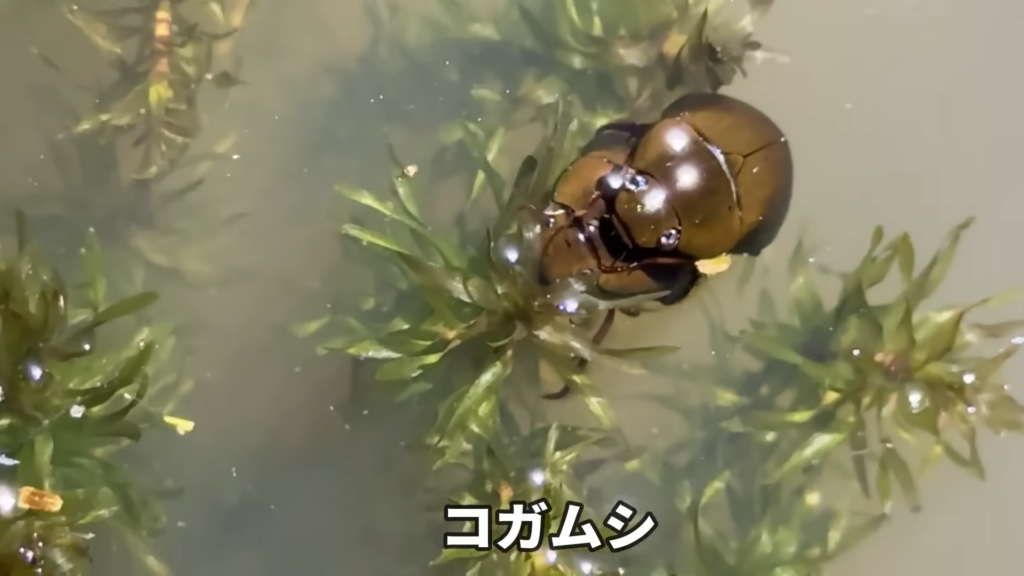 コガムシも繁殖活動の真っ最中でした