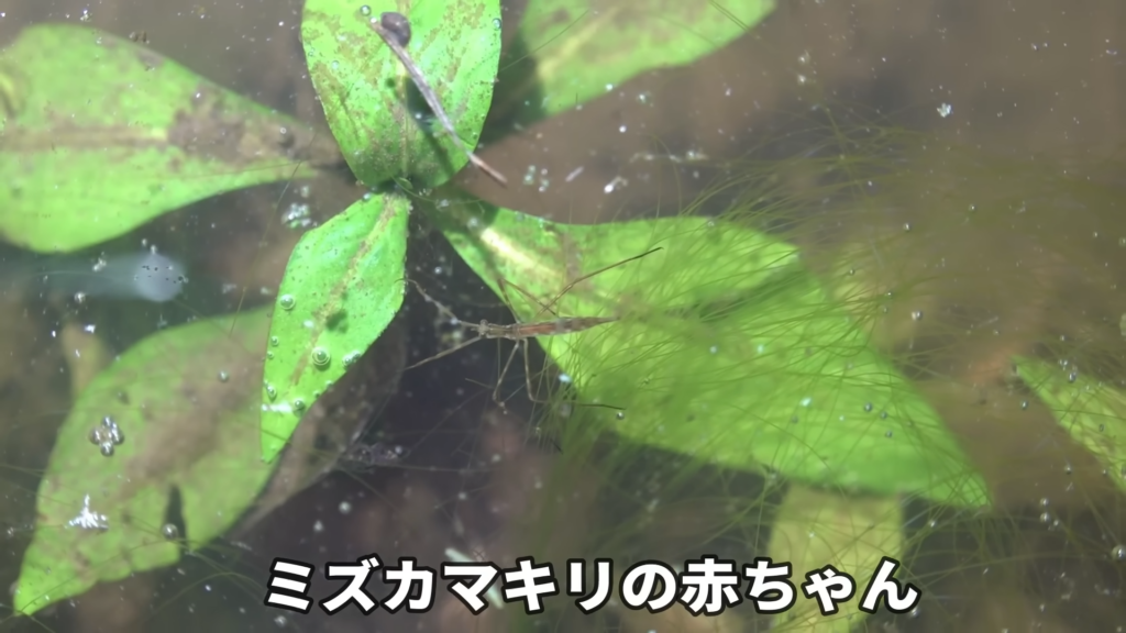 ミズカマキリの赤ちゃんを発見！
