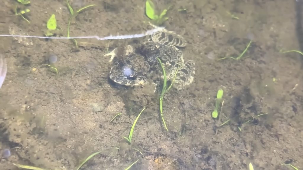 国内外来種であるヌマガエルの姿も