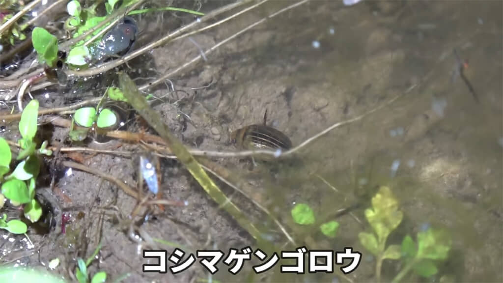 年も来てくれたコシマゲンゴウロウ