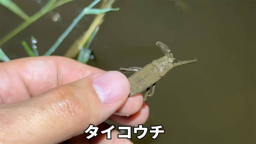 今年初の生き物、タイコウチも発見しました！！