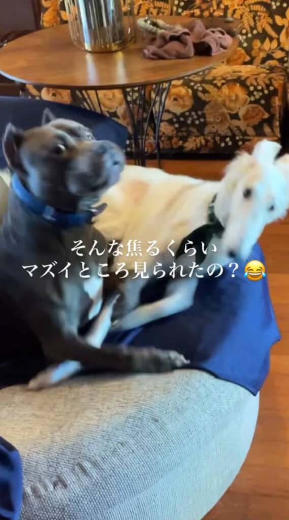 2匹の表情に注目