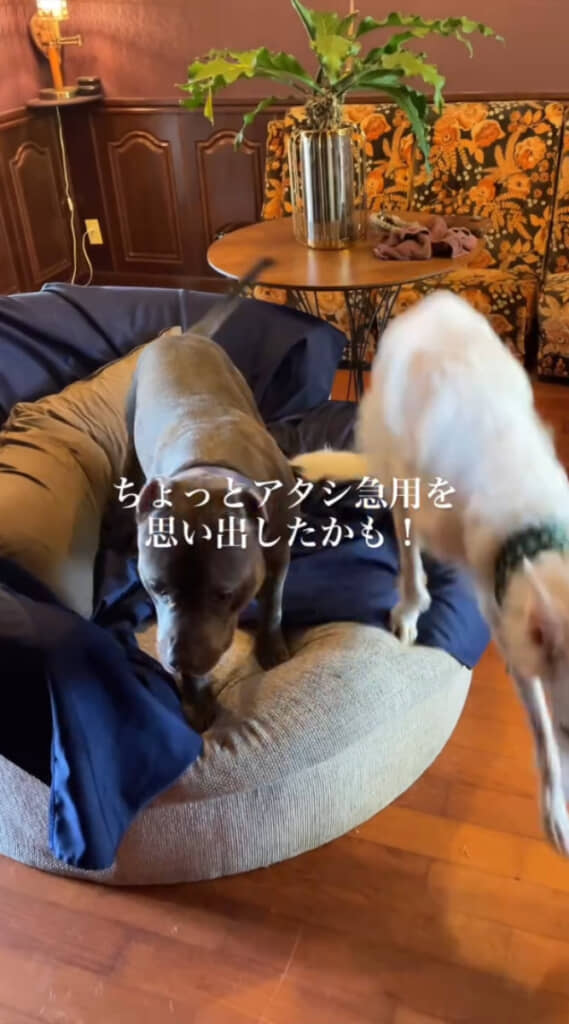 見られて恥ずかしかったのか、急に場所を移動し出す2匹でした