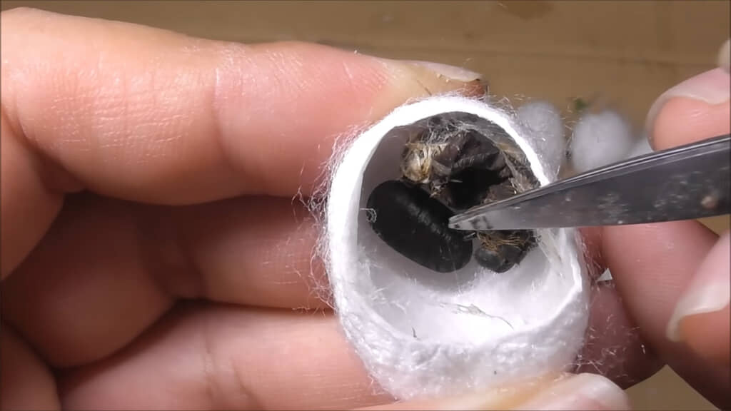 カイコノウジバエに寄生されていました