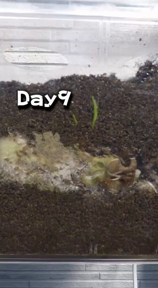 9日目で何かから芽が出る