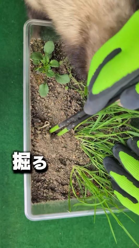 28日経過した後は草が生い茂っている