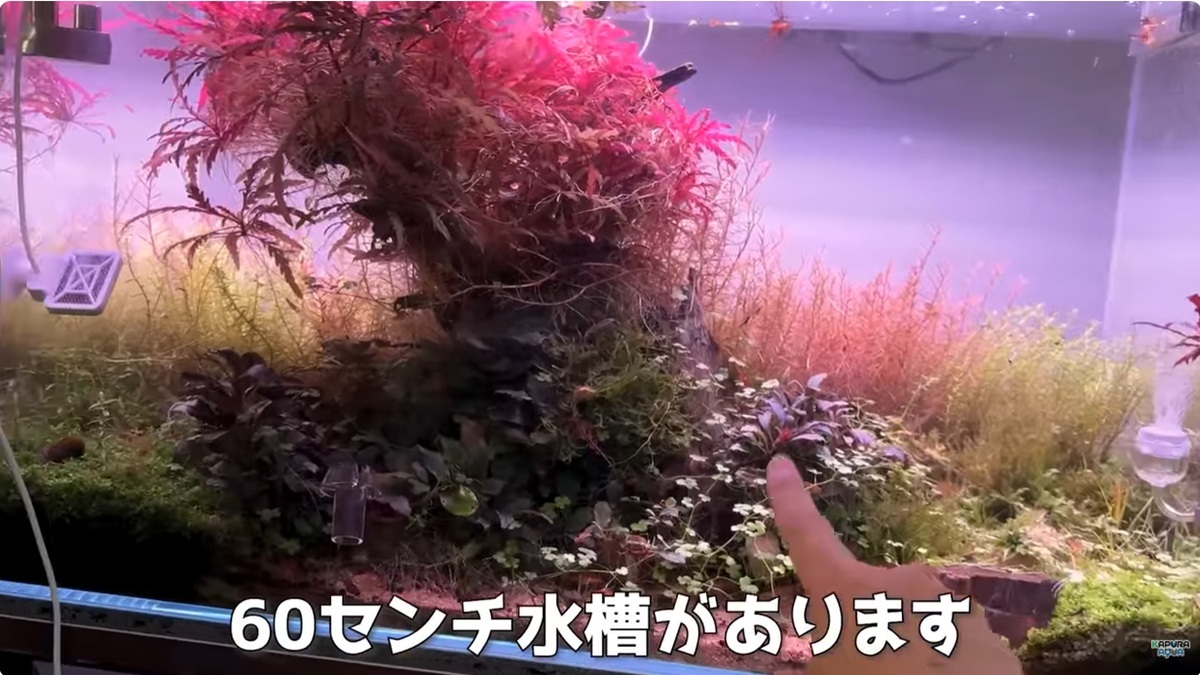 1年間完璧に美しかった水槽に、ある虫が発生し……　2週間後の光景に「衝撃的すぎる」「怖い」（1/3） | その他生き物 ねとらぼ