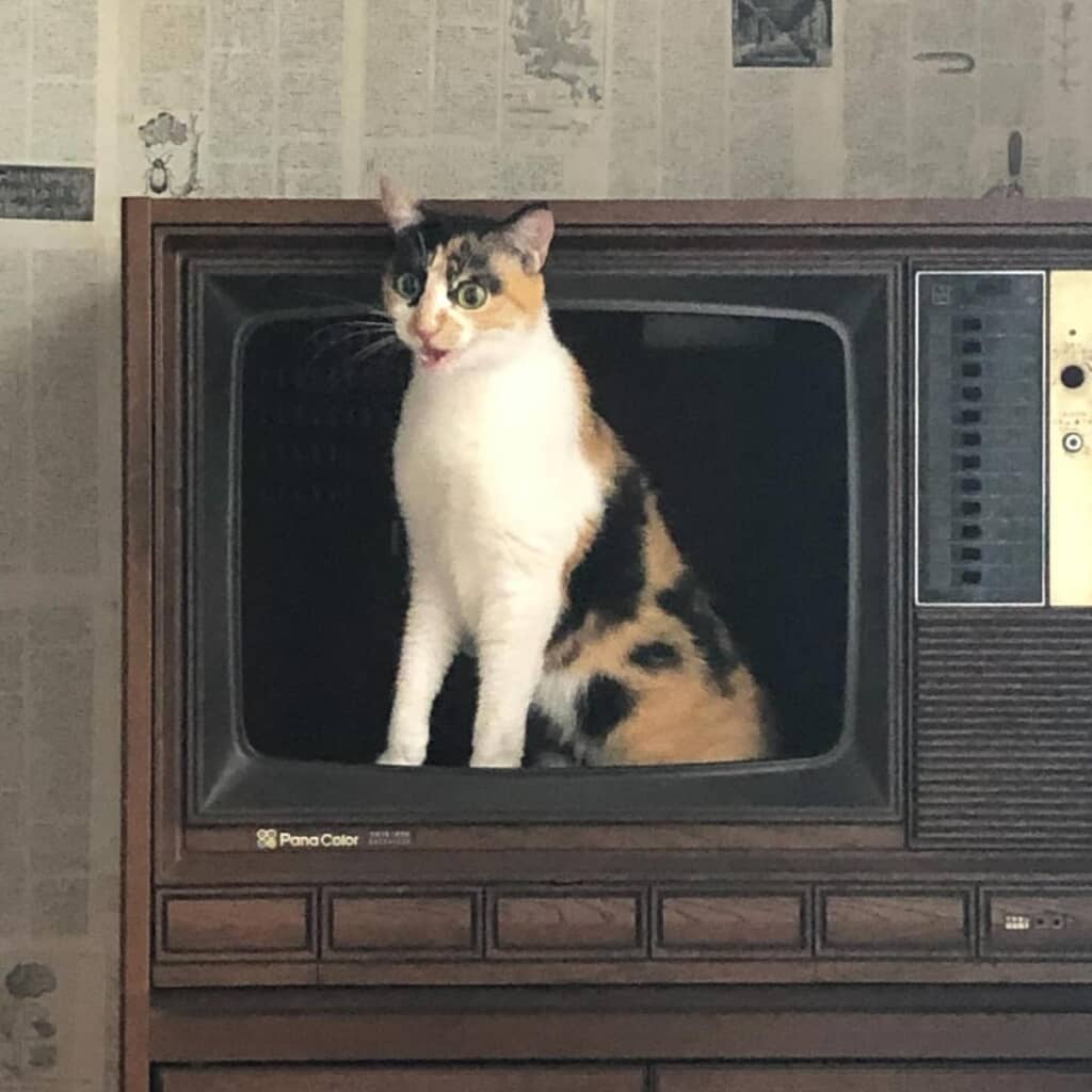 アナログテレビから飛び出た猫ちゃん