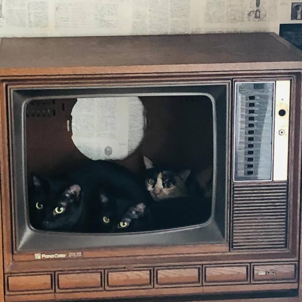 猫ちゃんたちのお気に入りの場所