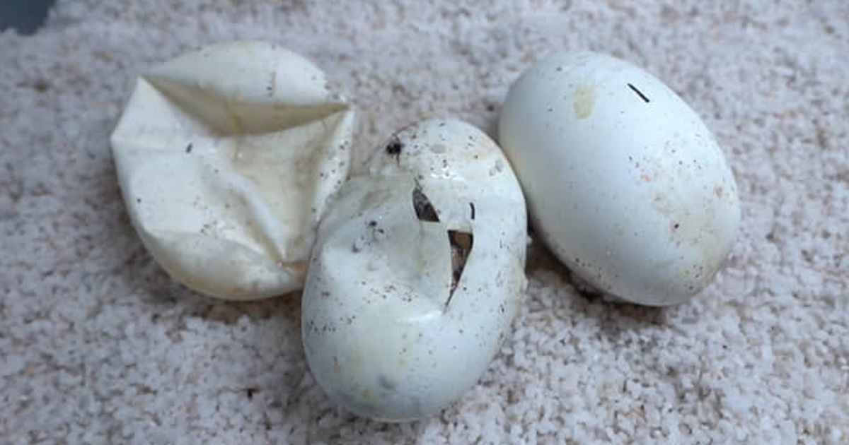 たくさんのヘビの卵の中から……「やばいねこれ」　とんでもなく珍しい光景に「初めて見ました」「ビックリです！」（1/3） | その他生き物 ねとらぼ