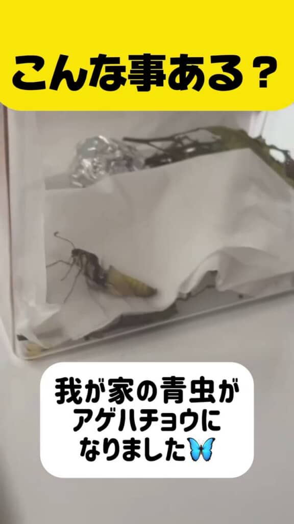 プライベートで飼育していたアゲハチョウが羽化