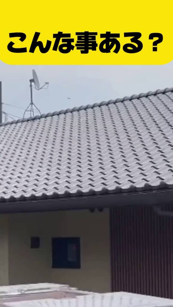 屋根の上を飛ぶアゲハチョウ