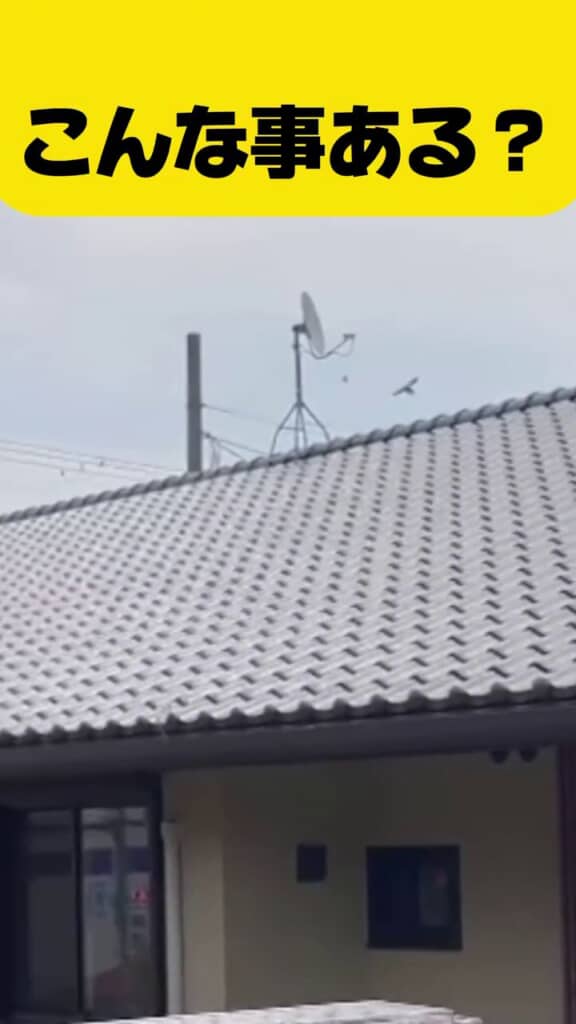 急旋回してアゲハチョウに近づく鳥