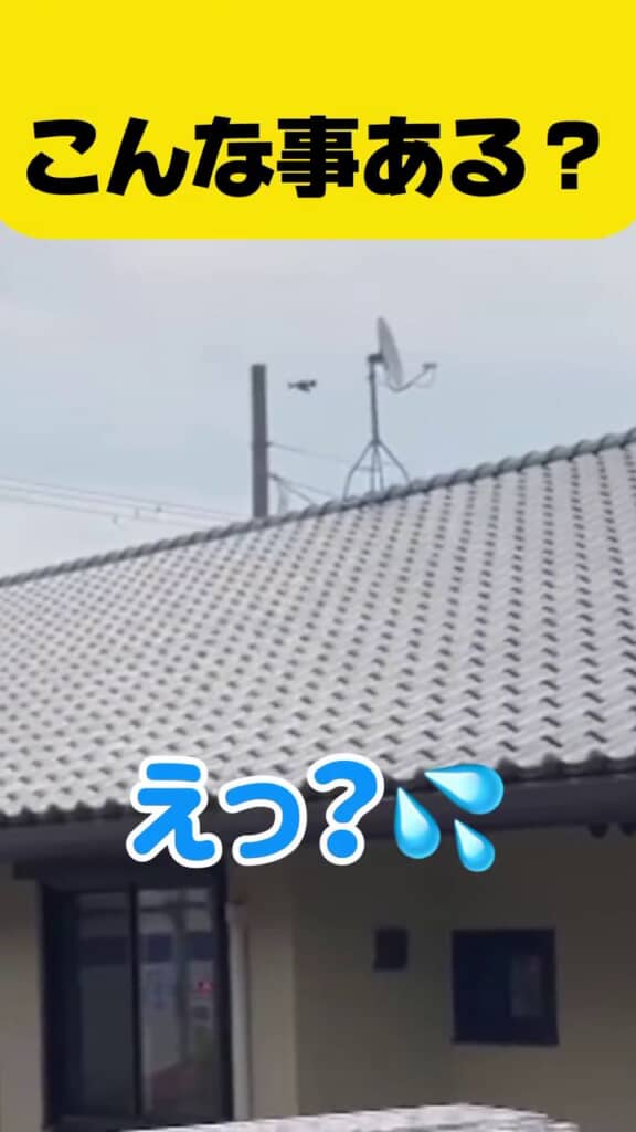 アゲハチョウをくわえて飛び去る鳥