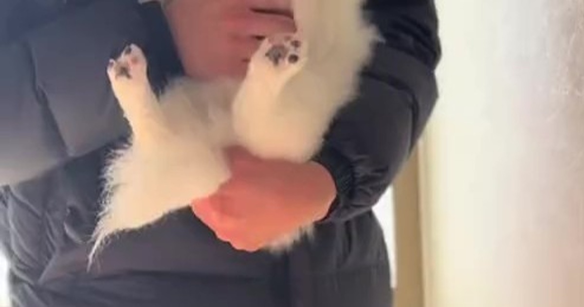 “涙やけと猿みたいなお顔”で5万円でも売れ残っていた犬、お迎えして4カ月後……　驚きの変化に「ひゃー！」「すごって声出ました」（1/3） | 犬 ねとらぼ
