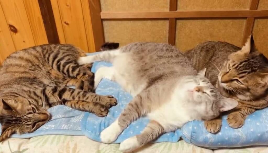 グルーミング気持ちいい……