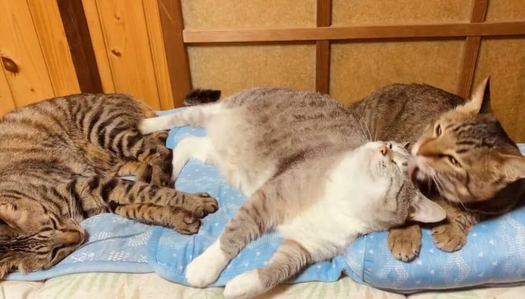 嬉しい～ニャーん