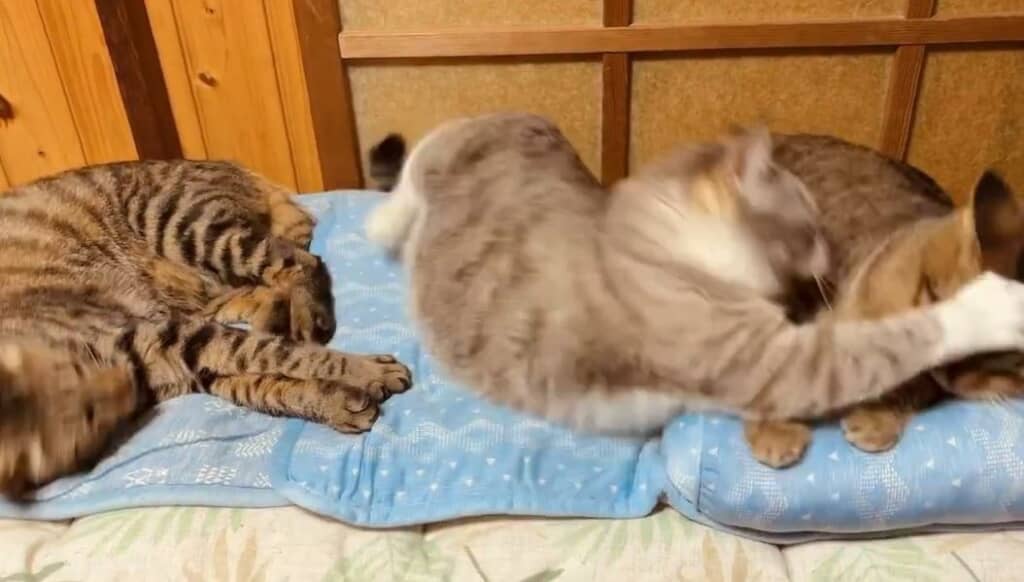 態度豹変の猫パンチ！